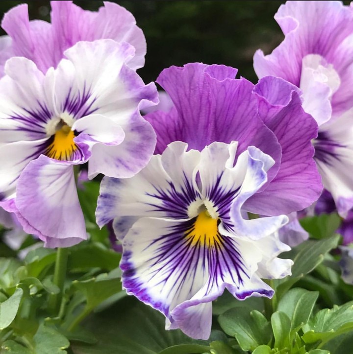 Viola