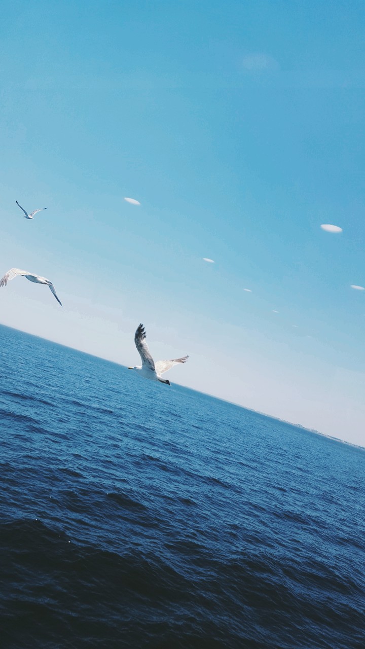 Albatross