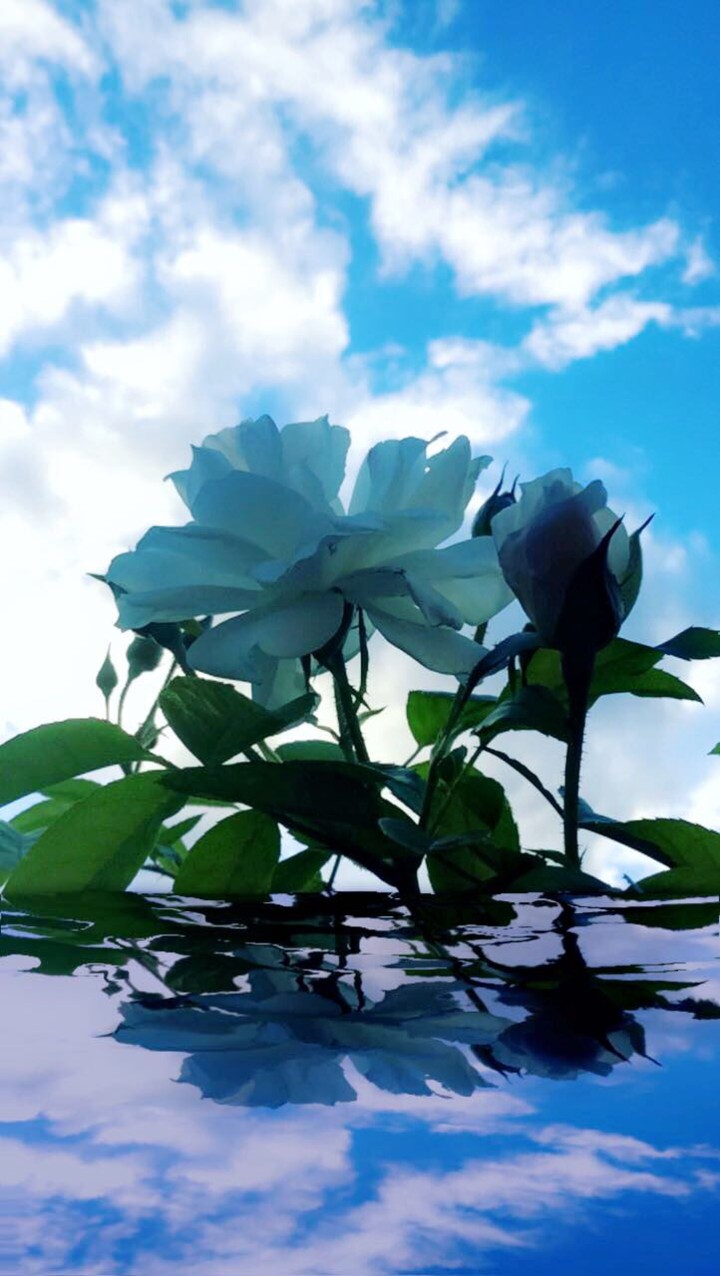 A beautiful white flower
