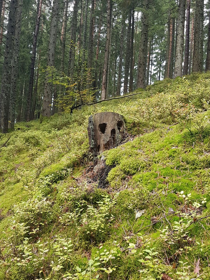 Schwarzwald Gesicht