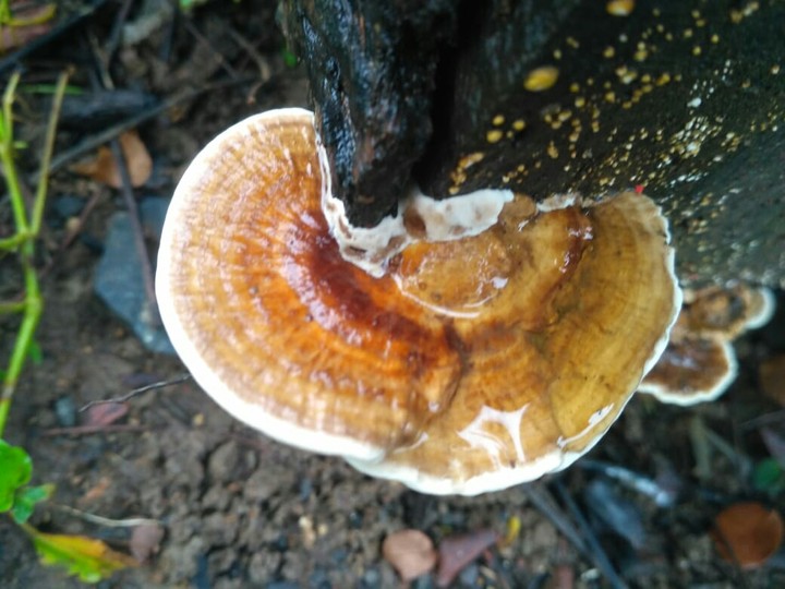 fungi