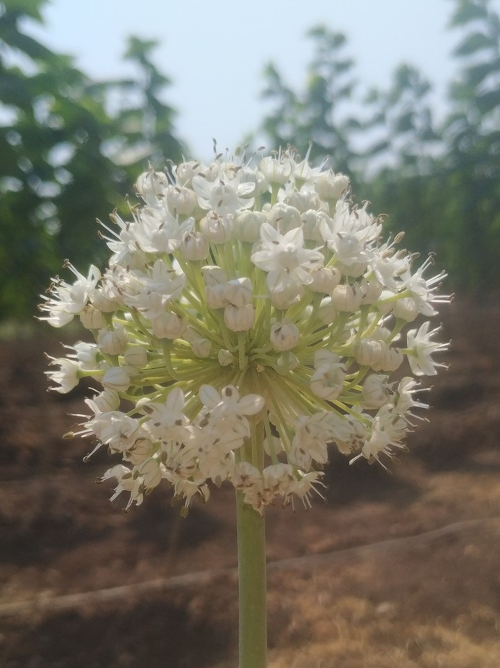 Little Flowers