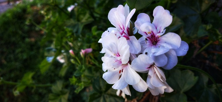 white beauty
