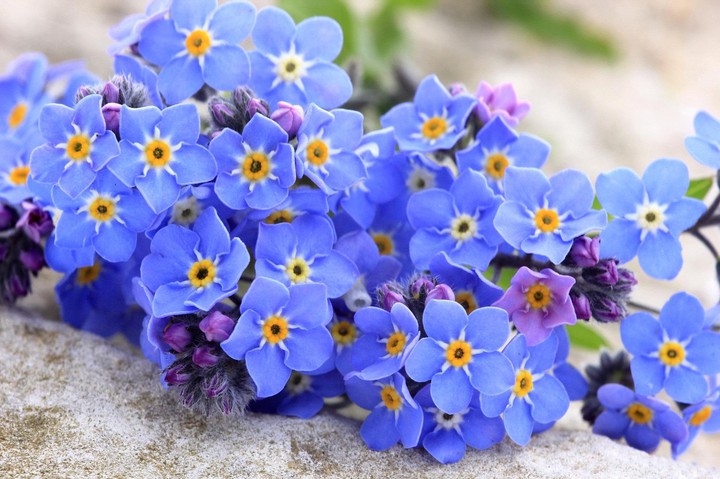 #blue petals