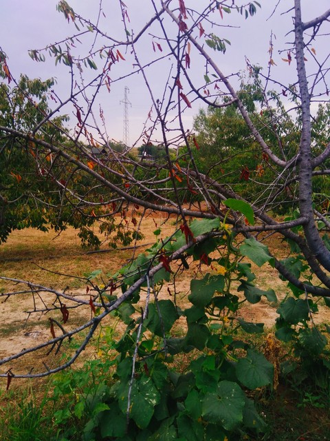 ağaç ve doğa