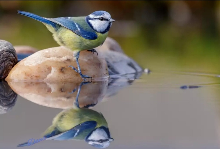 reflection