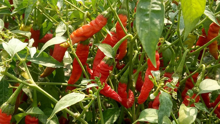 Pepper