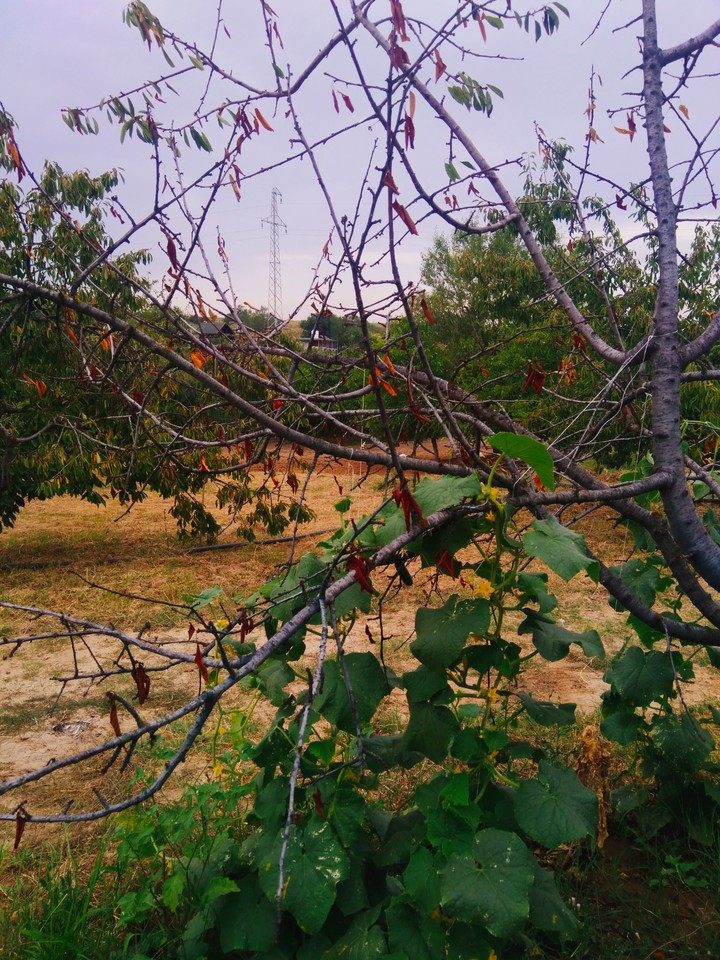 ağaç ve doğa