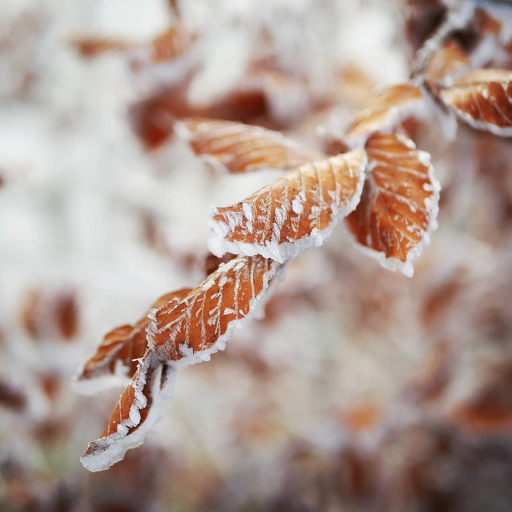 frozen