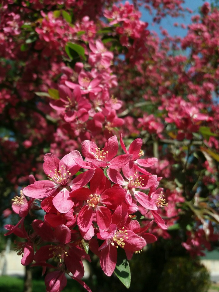 Blooming tree