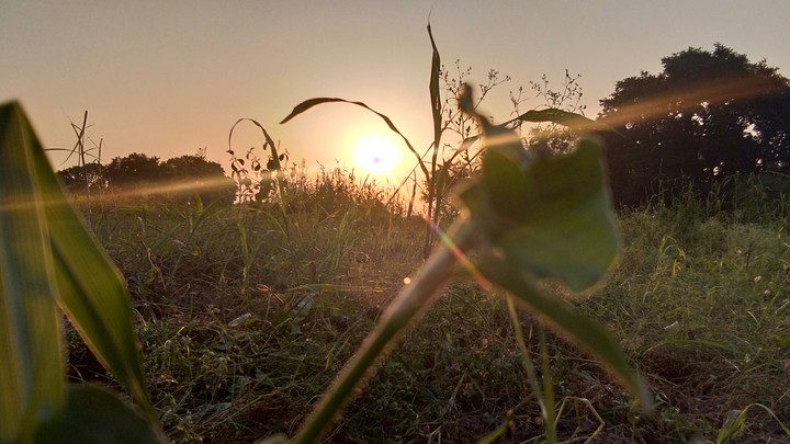 Nature