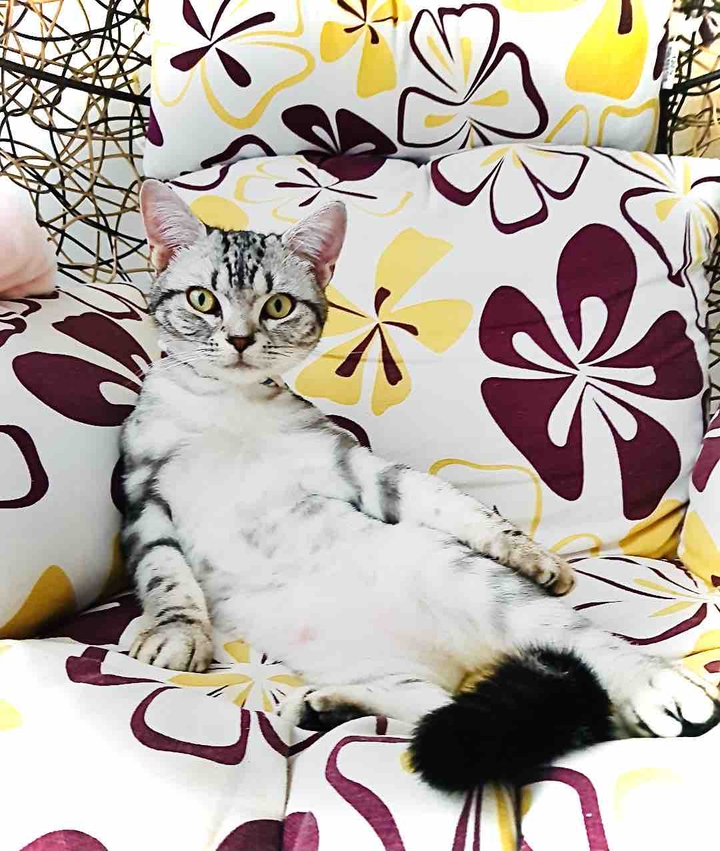 cat