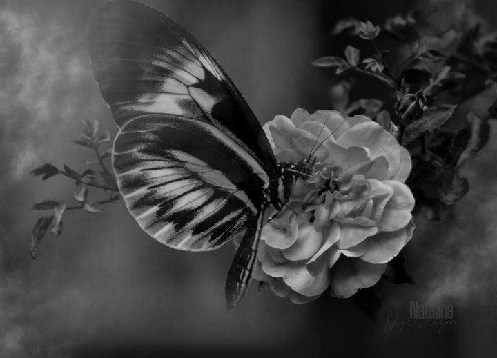 Бабочка