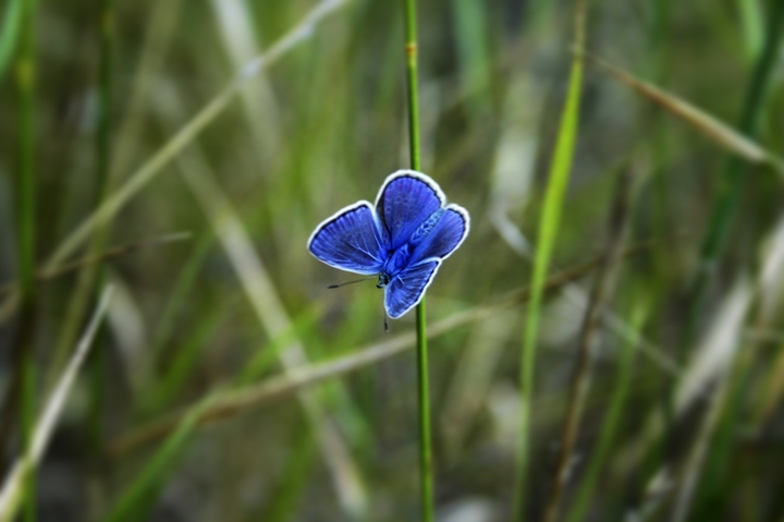Blue buterfly