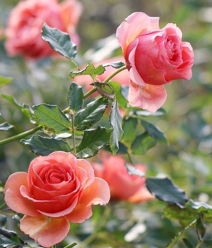 Roses růže