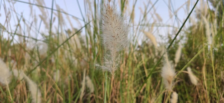 dandelion