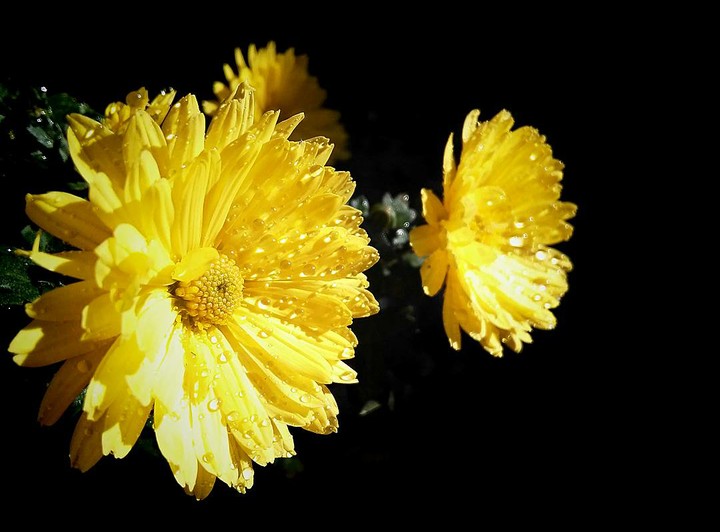 flowers .noedit.HDRmod