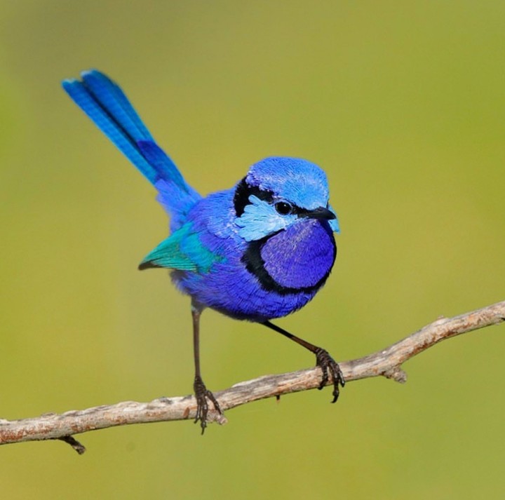 Fairy wren