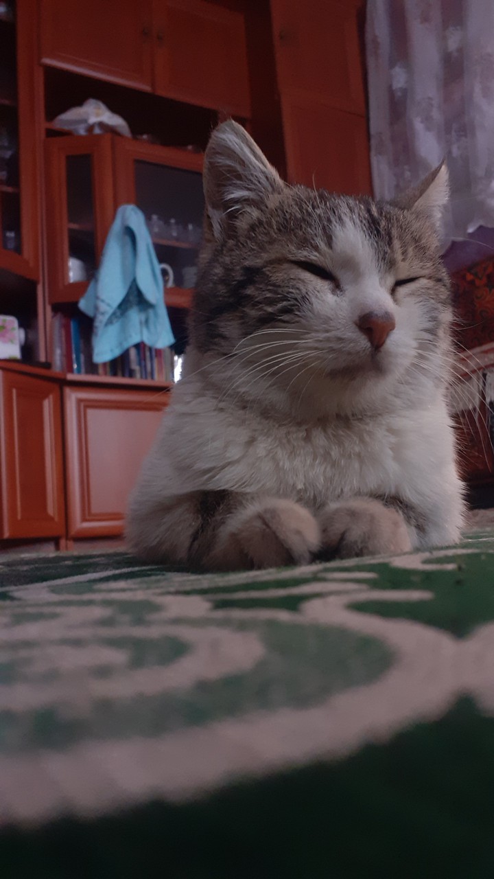 My Cats