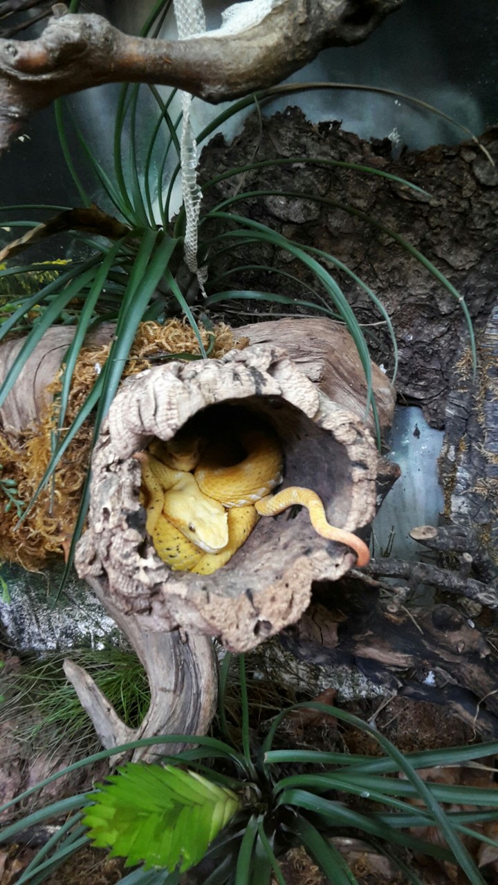 snake