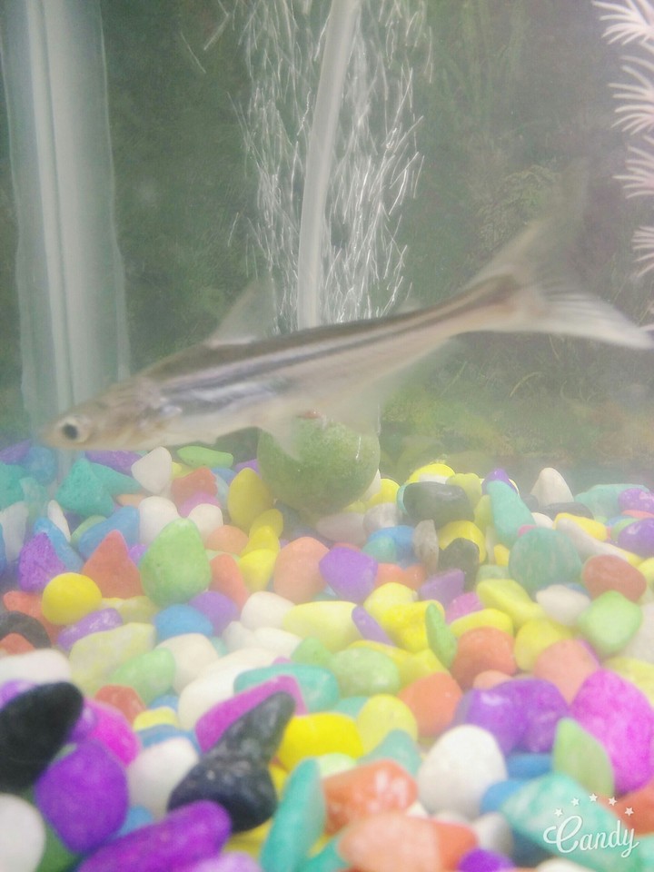 Shark fish