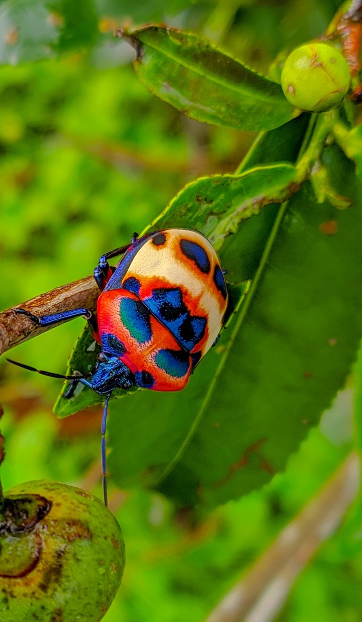 Insect