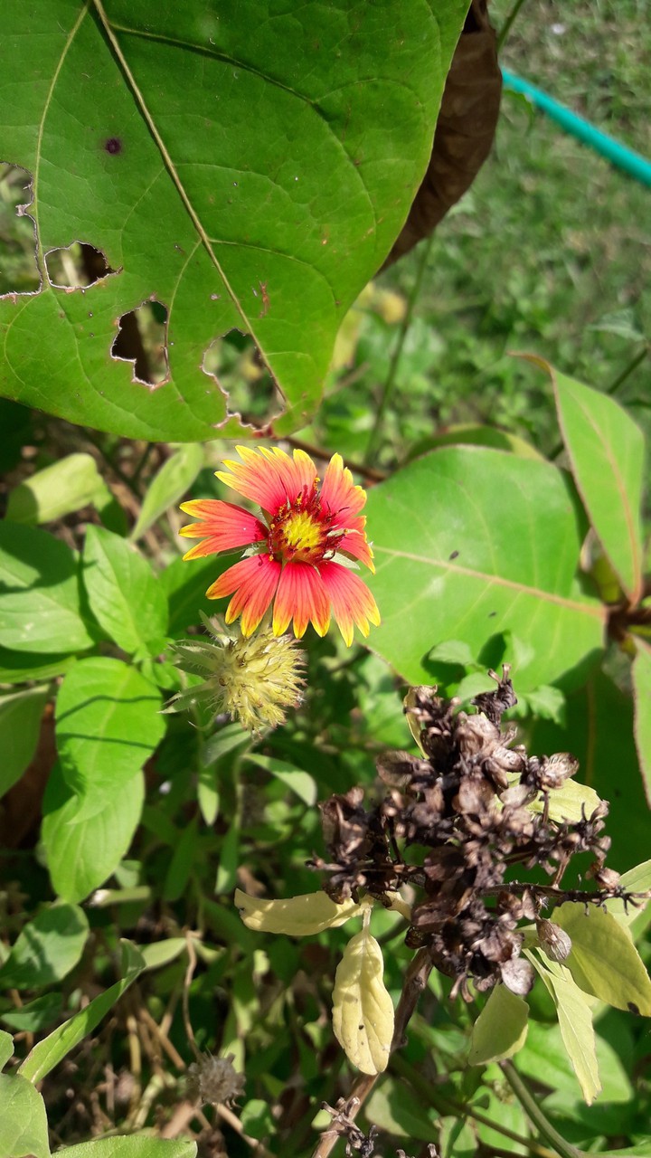 flowers