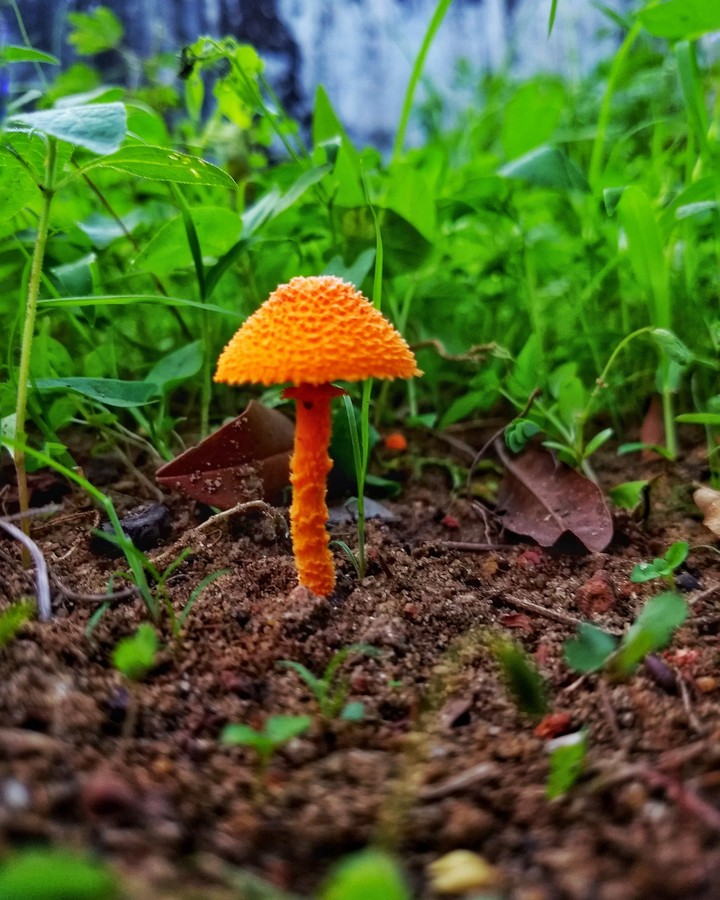 Orange Mushroom