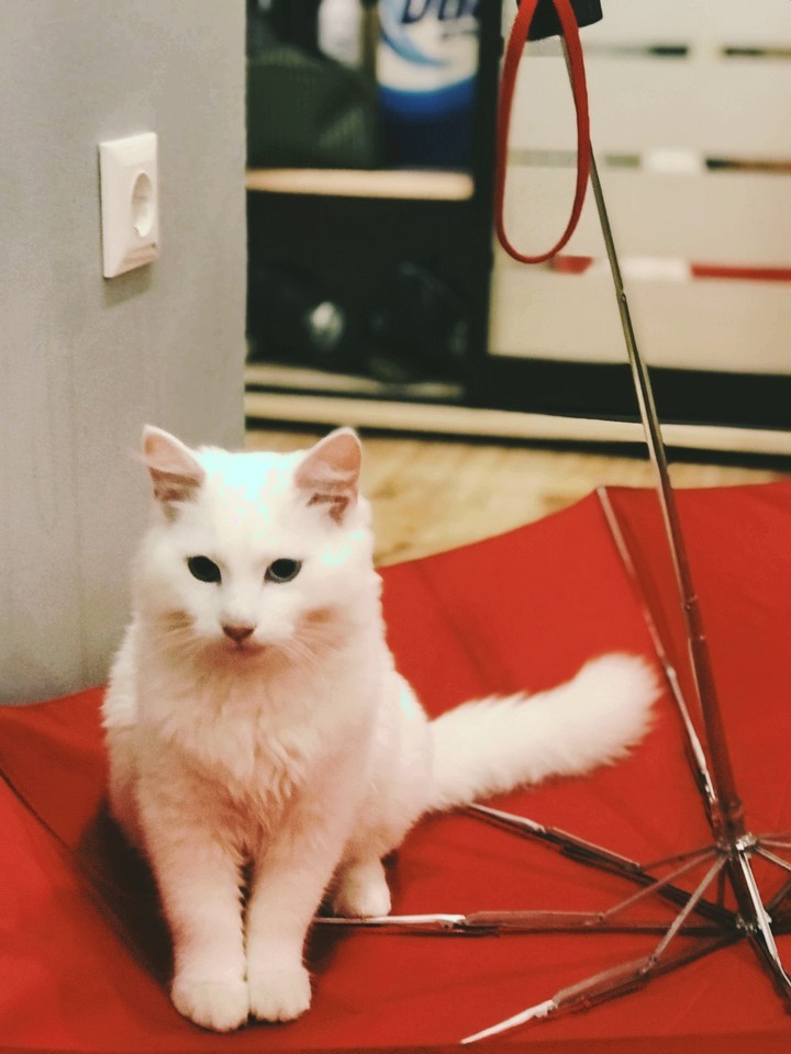 white on red