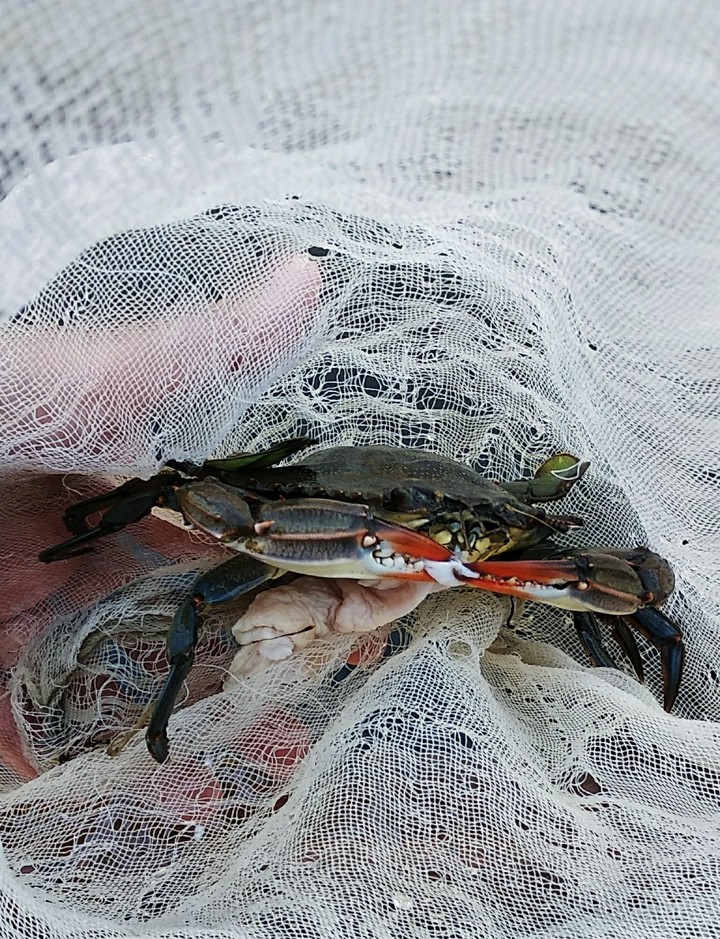 a blue crab from Turkey