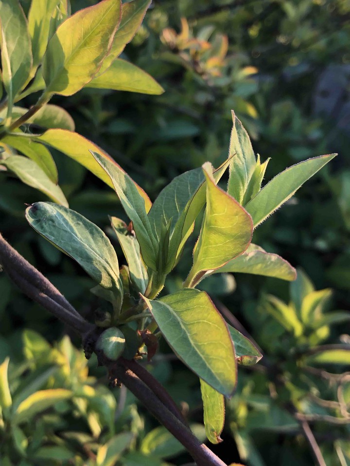 leafs