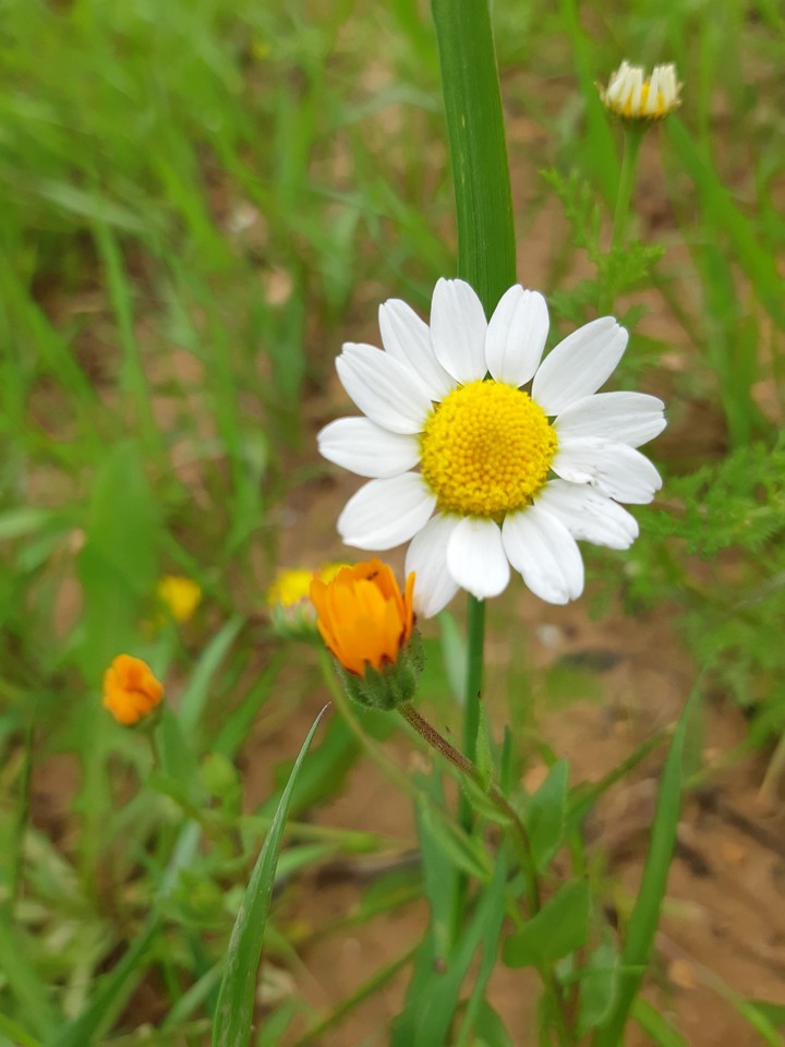 spring
