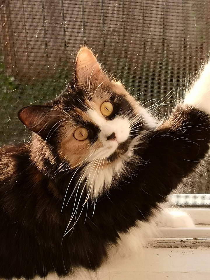 kira