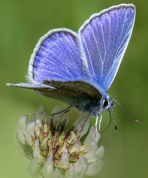 blue, polyommatus duvar kağıtları