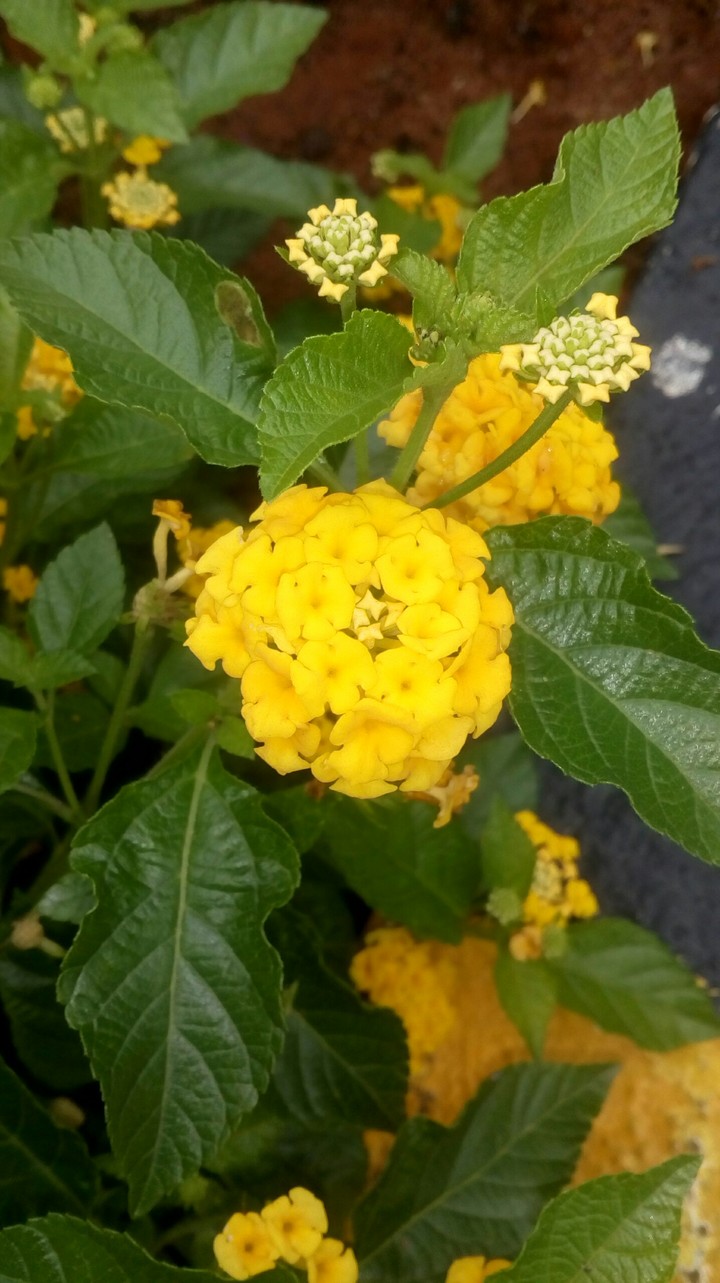 The Carli flower