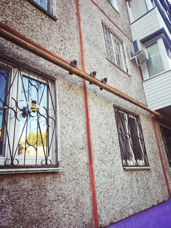 голуби