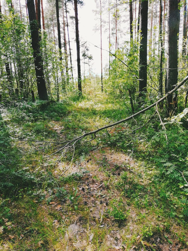 Forest