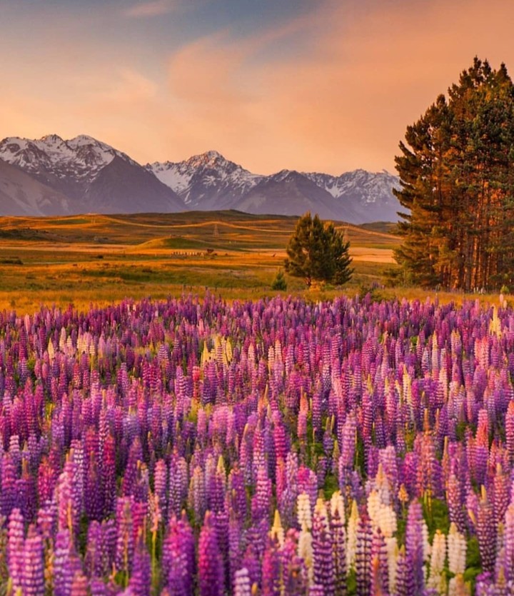 nature