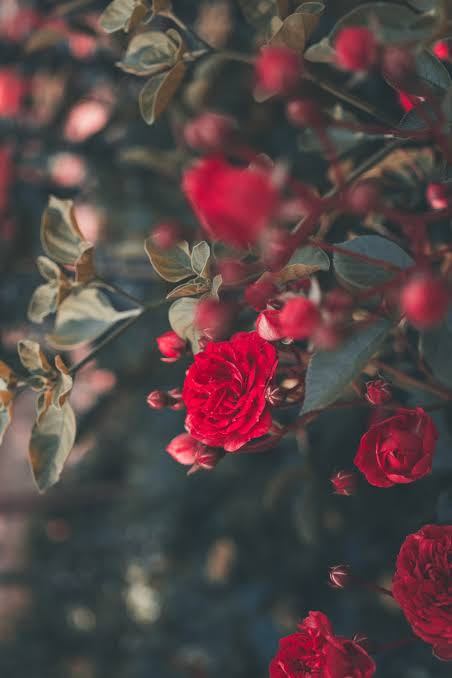 Roses