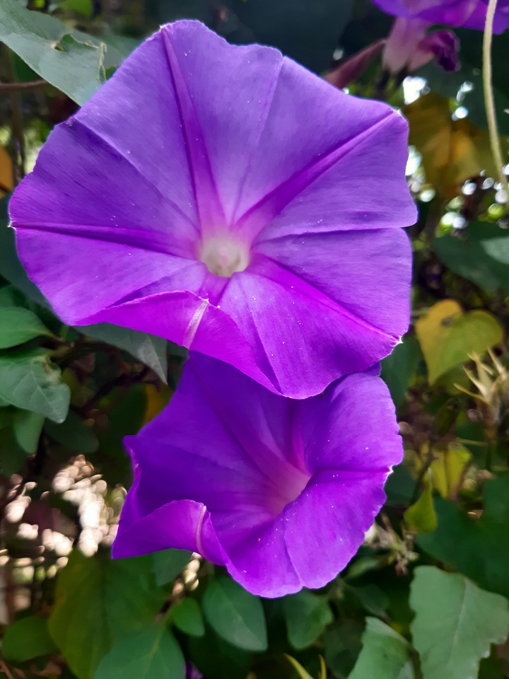 Flores