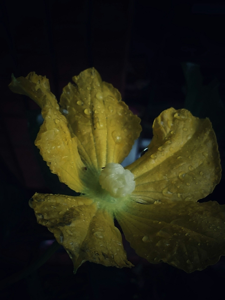 flowers in danger