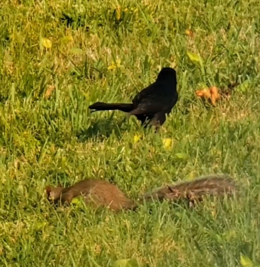 squirrel and blackbird