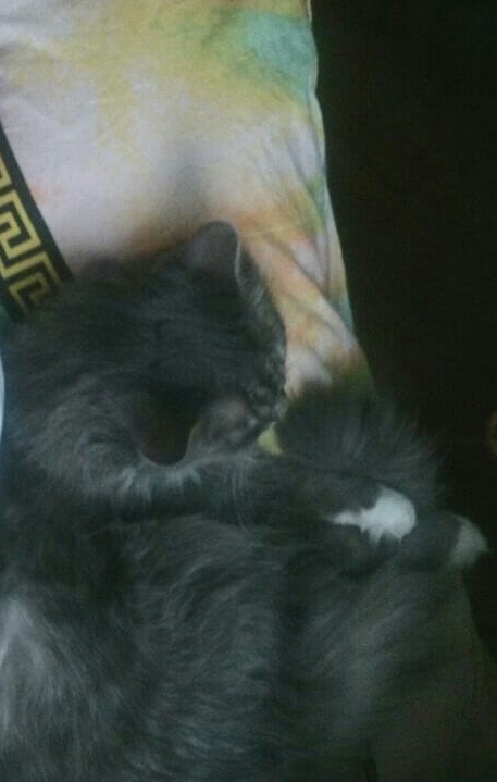 спящий ? кот