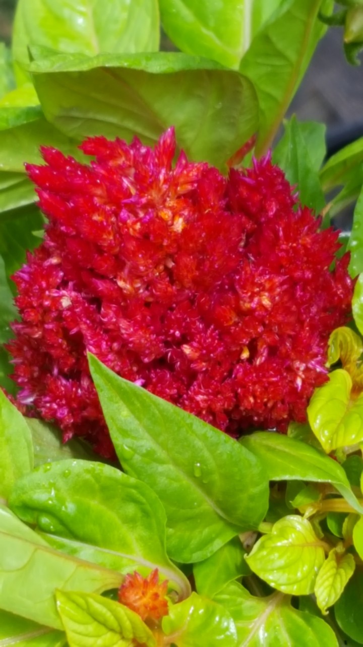 Another Celosia