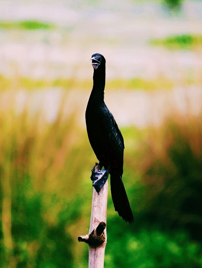 bird