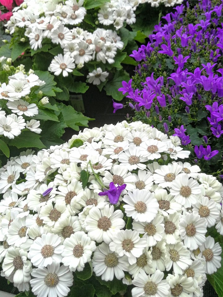 Frühlingsblumen