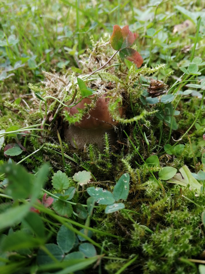 mushrooms