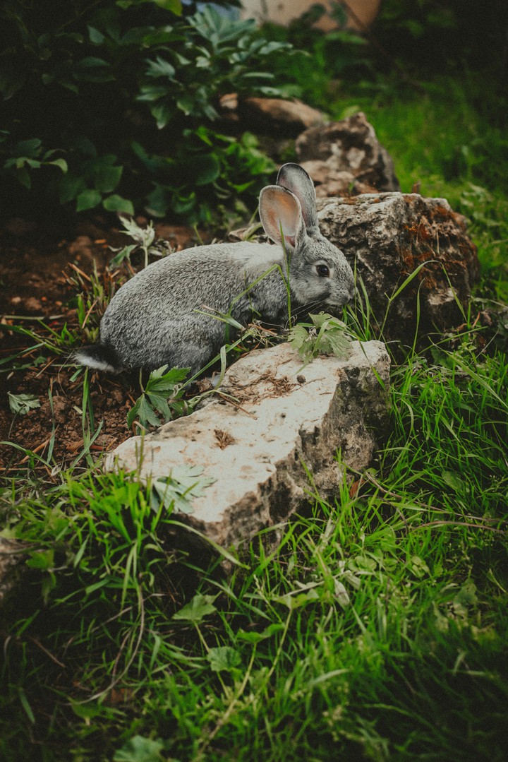 Rabbit