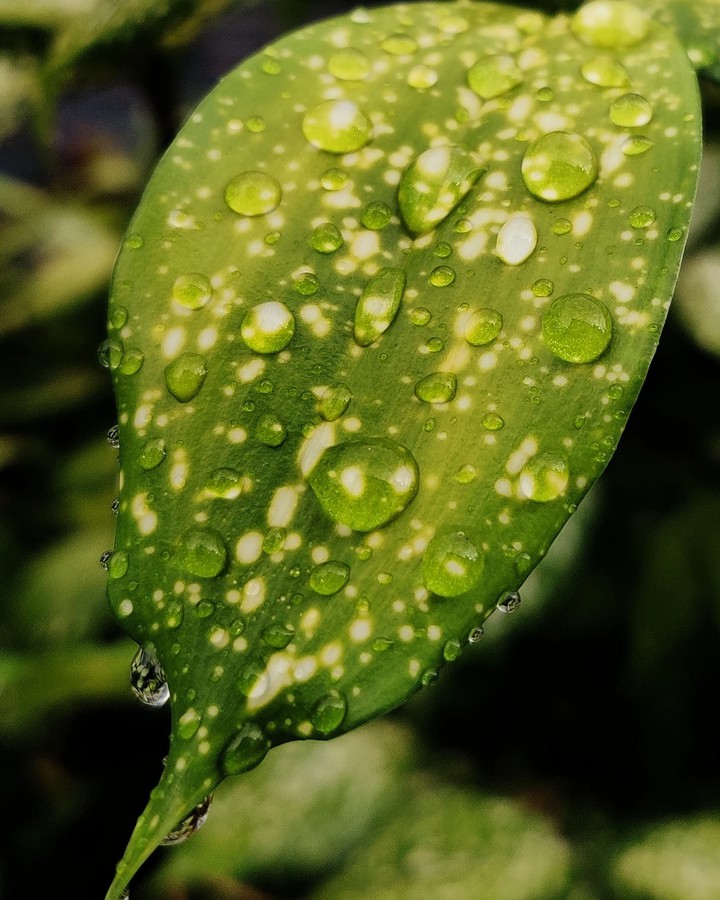 raindrops
