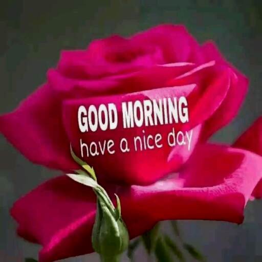 good morning